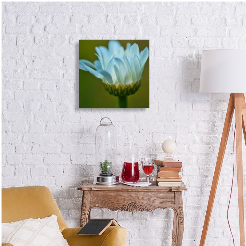 White Chrysanthemum