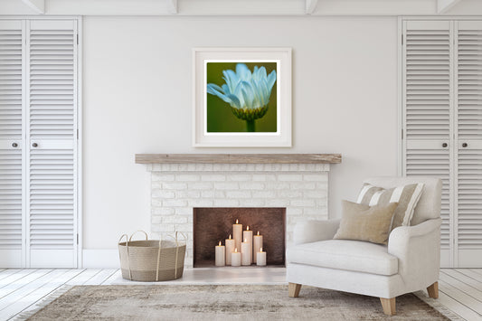 White Chrysanthemum