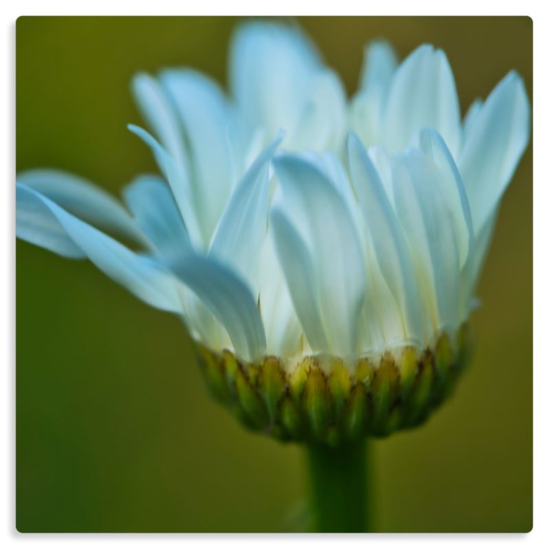 White Chrysanthemum