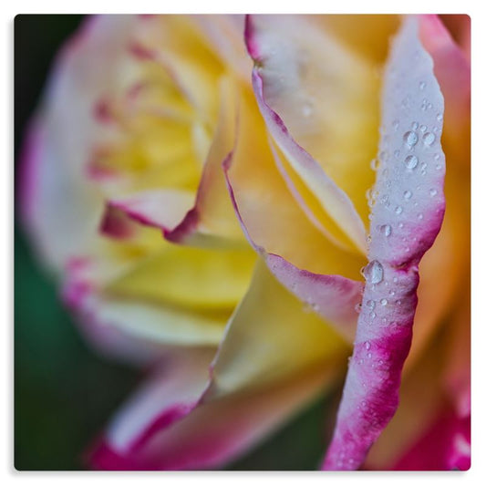 Side view of Pink Rose